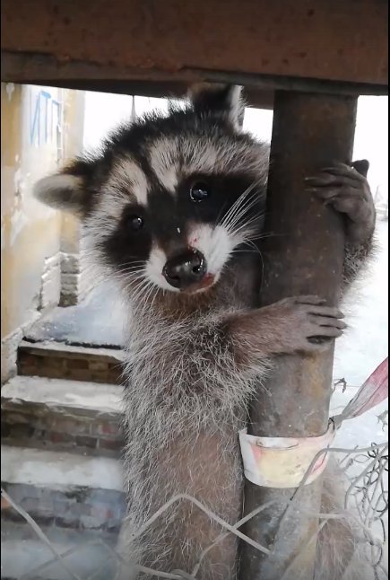 Кадр из видео Алексея в vk.com/spb_today